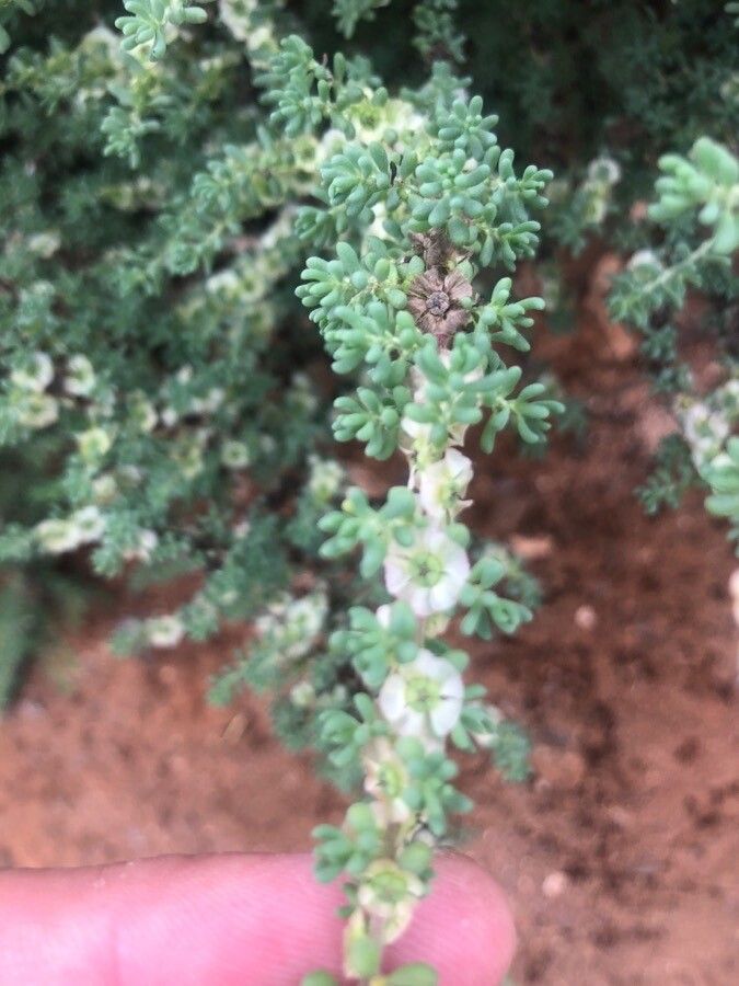 Maireana brevifolia flower