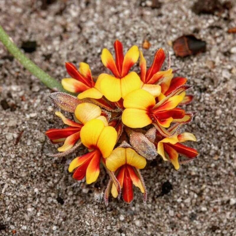 Jacksonia capitata — related species from the same genus