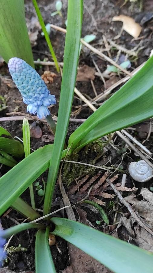 Pseudomuscari azureum — search result for 'Muscari'