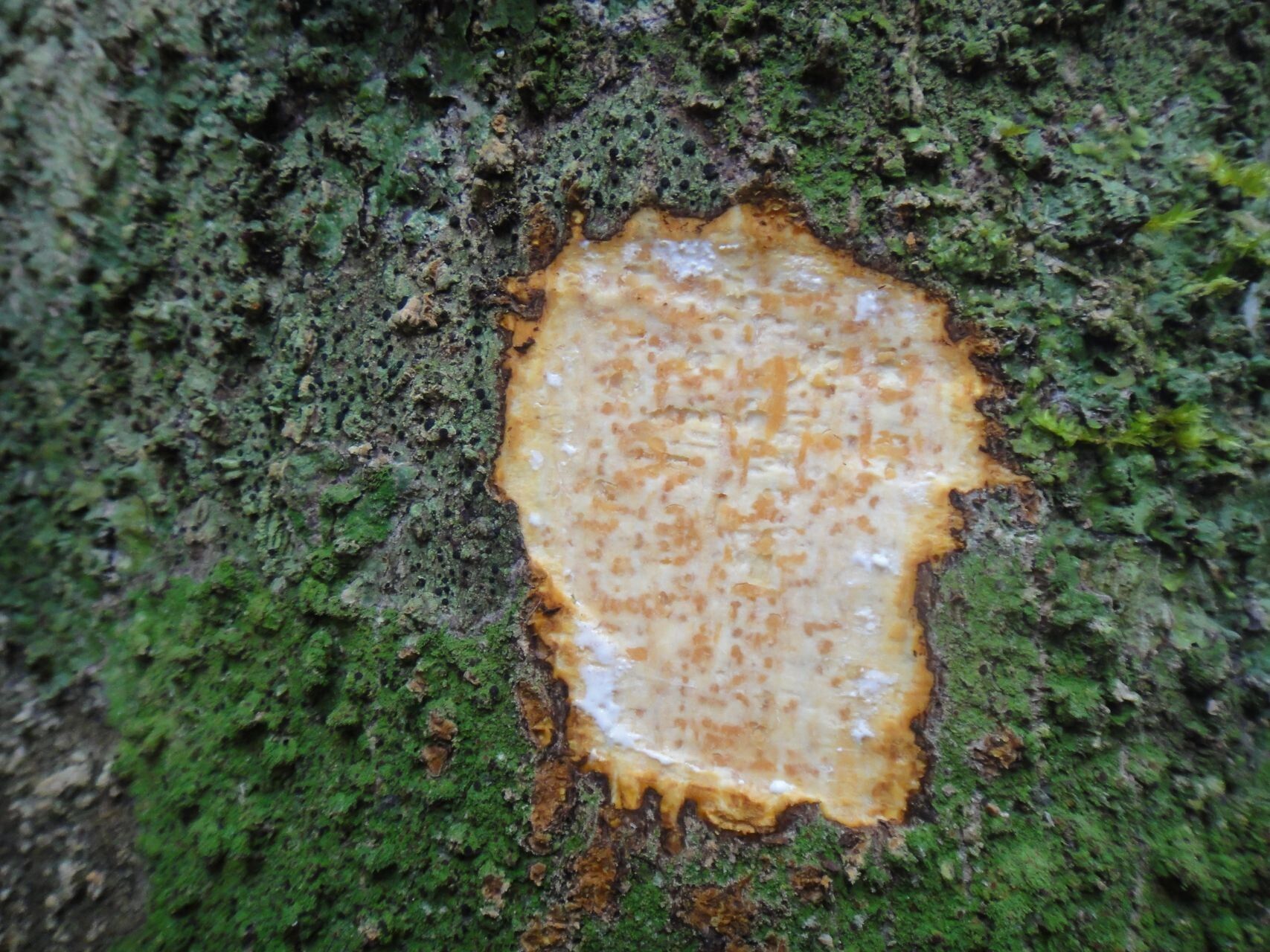 Alstonia costata bark