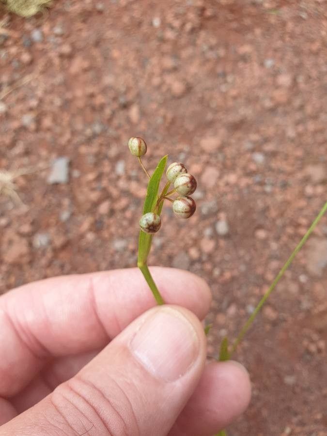 Sisyrinchium rosulatum fruit