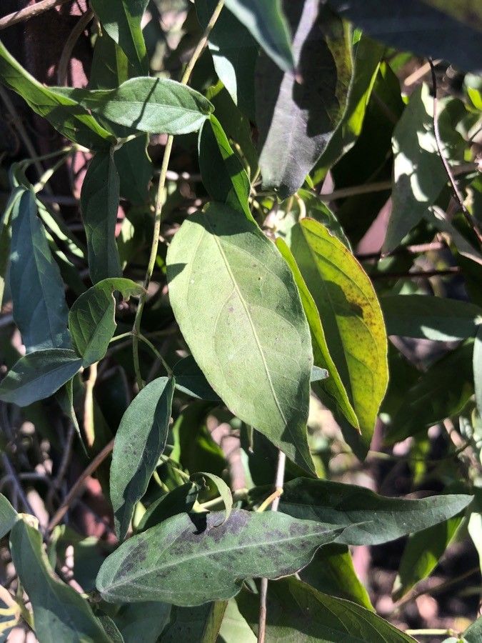 Macfadyena unguis-cati leaf