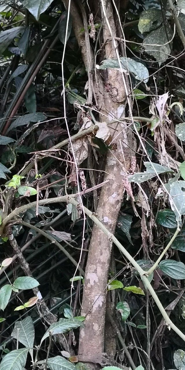 Ficus pandurata bark