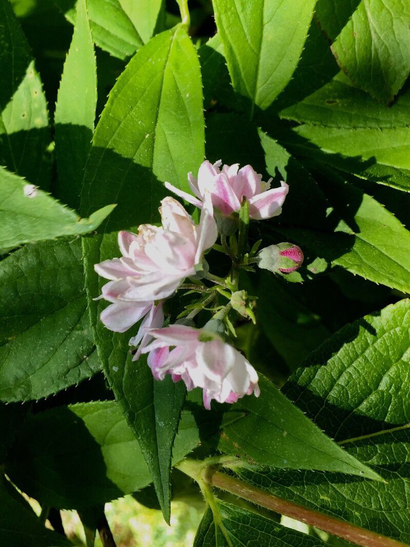 Deutzia hybrida flower