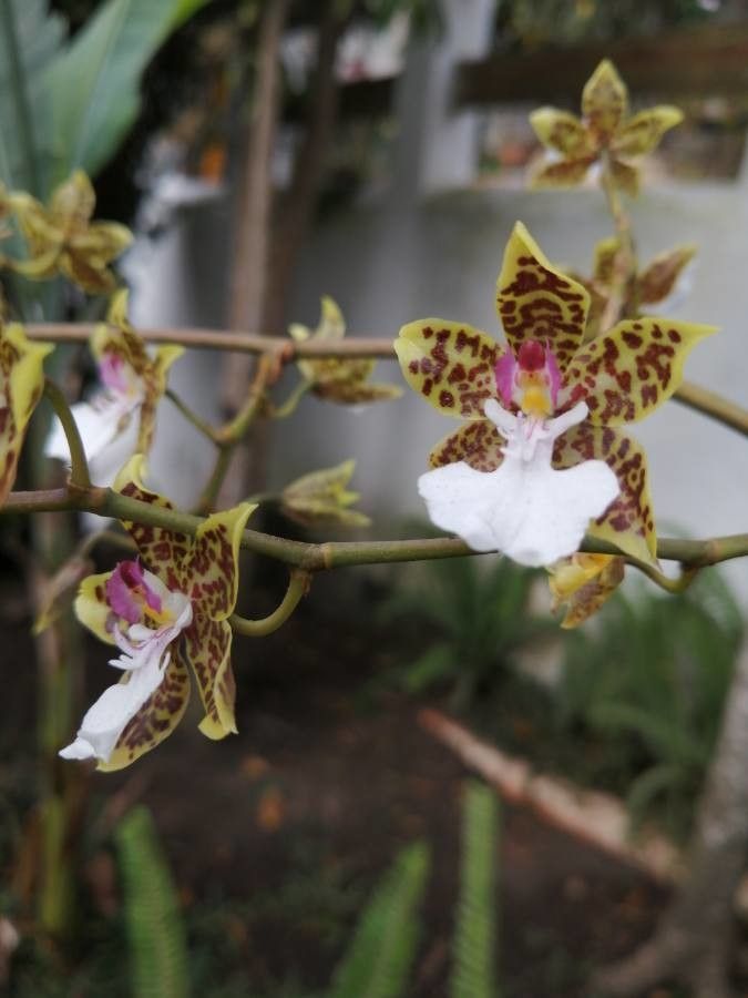 Oncidium leucochilum — search result for 'Oncidium'