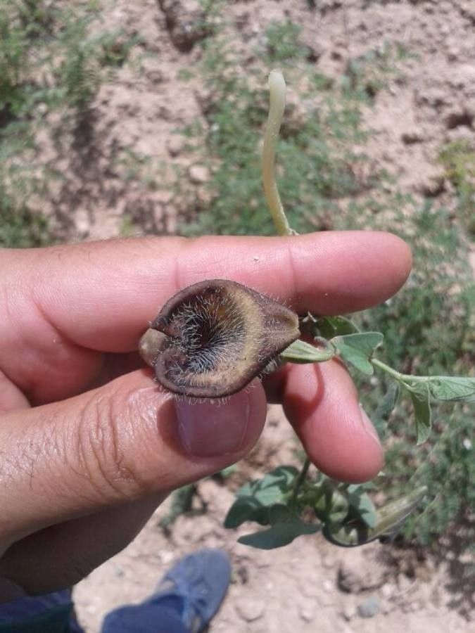 Aristolochia maurorum flower
