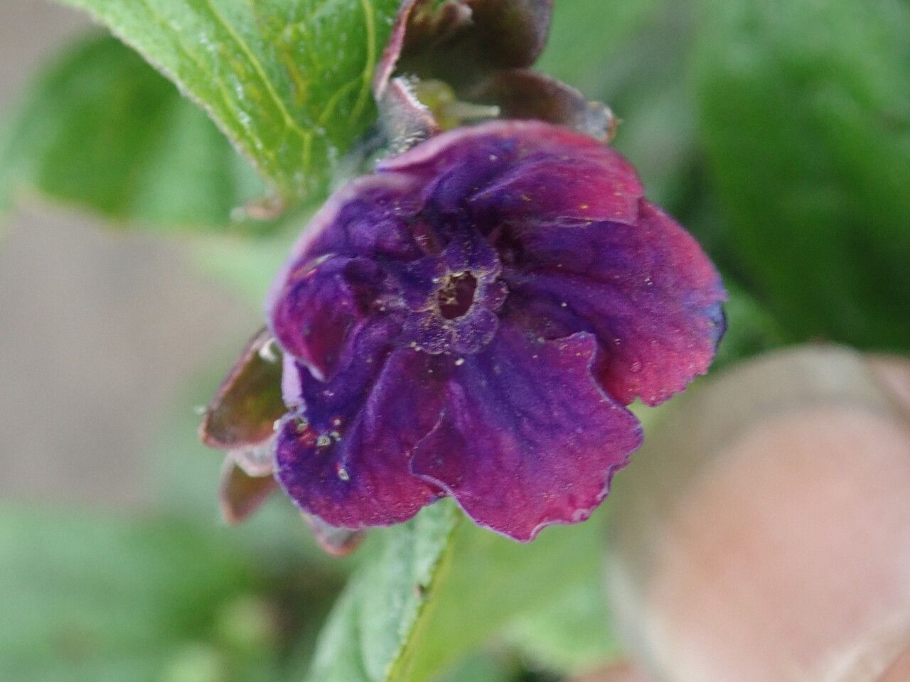 Cynoglossum microglochin other