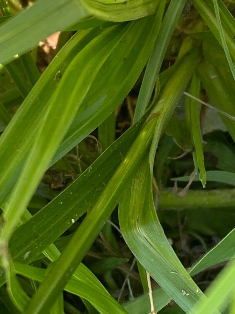 Cyperus hortensis bark