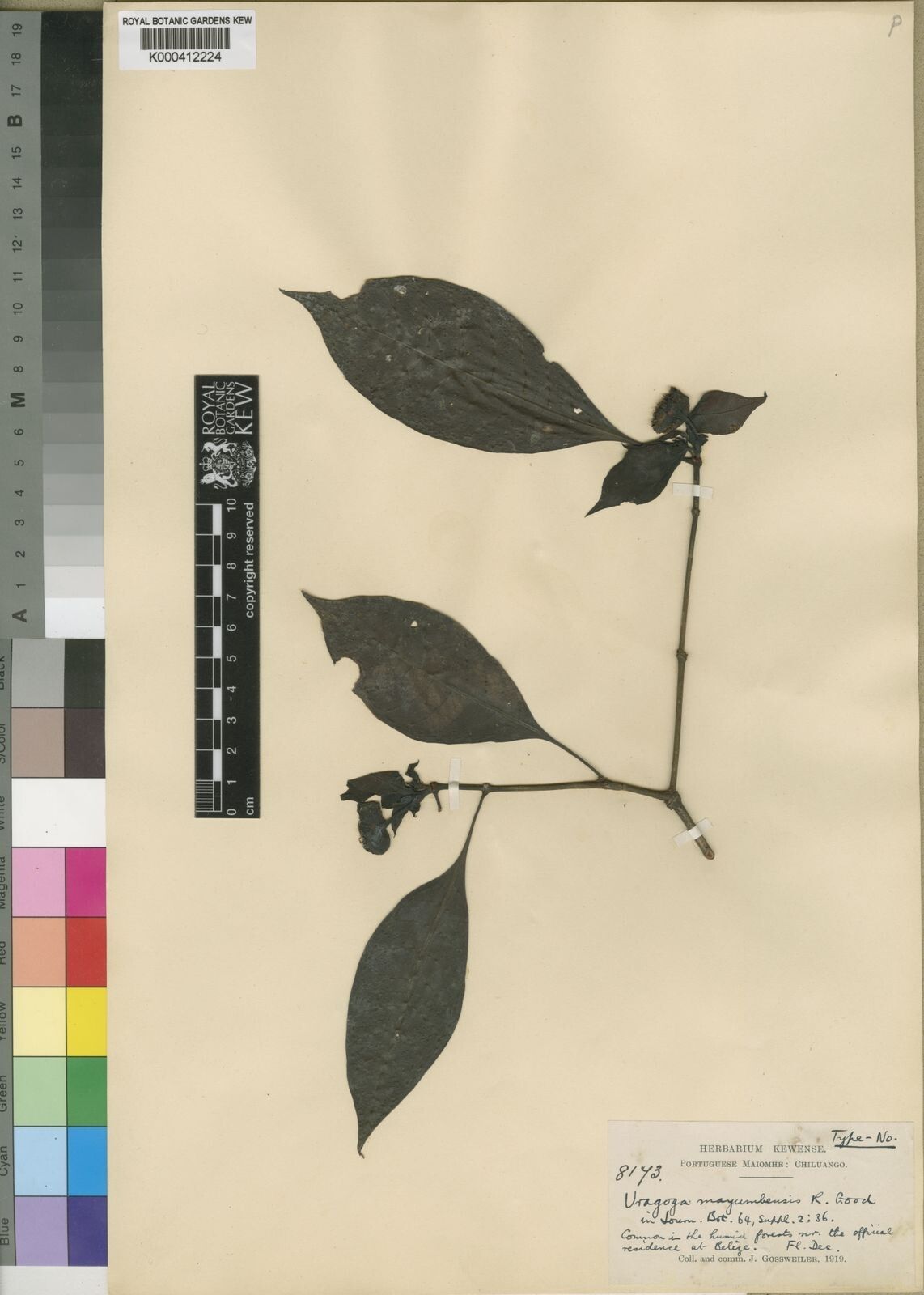 Psychotria goodii — houseplant care guide