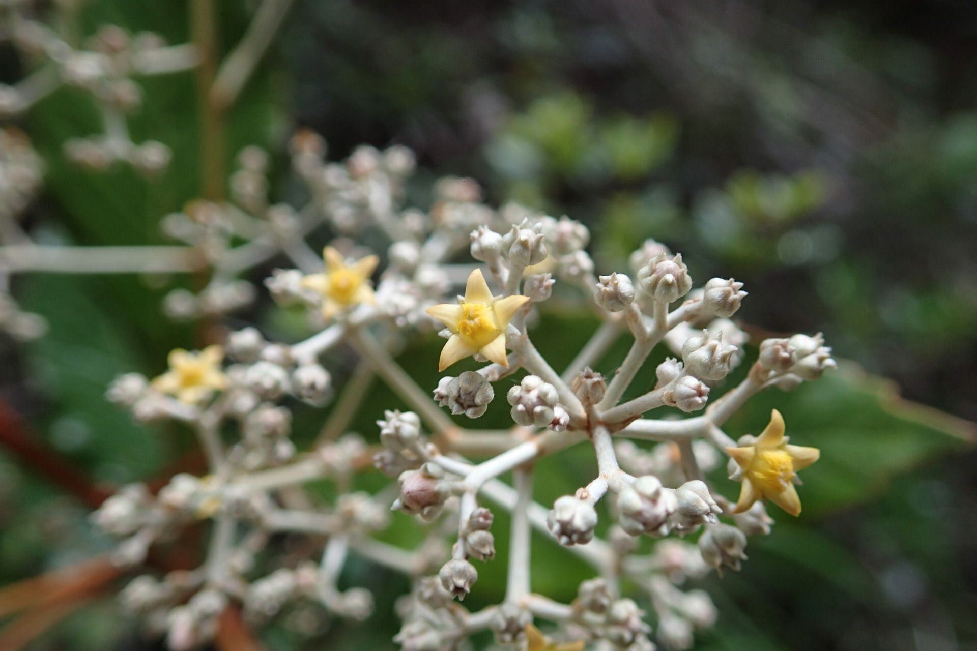 Argophyllum ellipticum flower