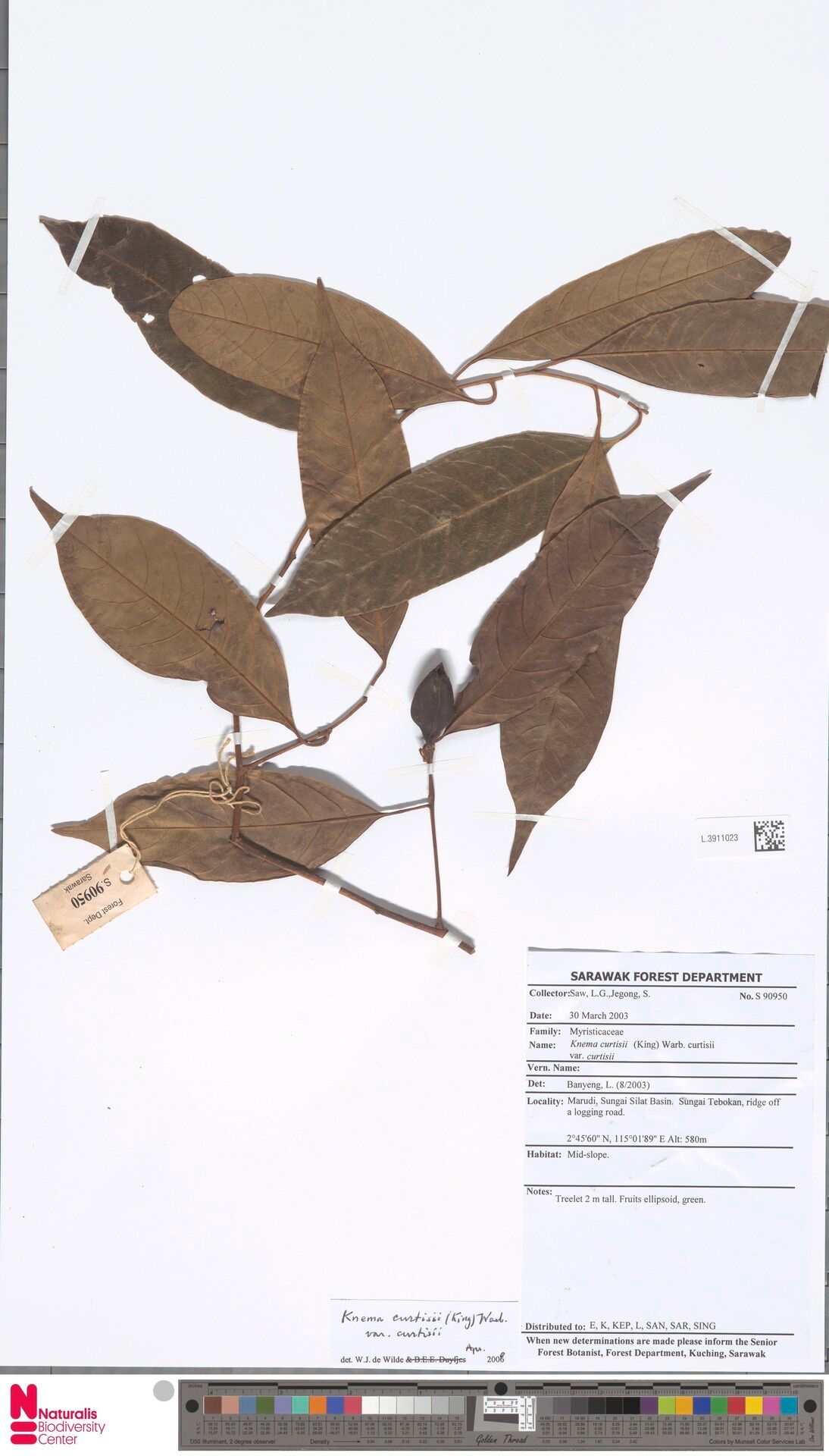 Knema curtisii — related species from the same genus