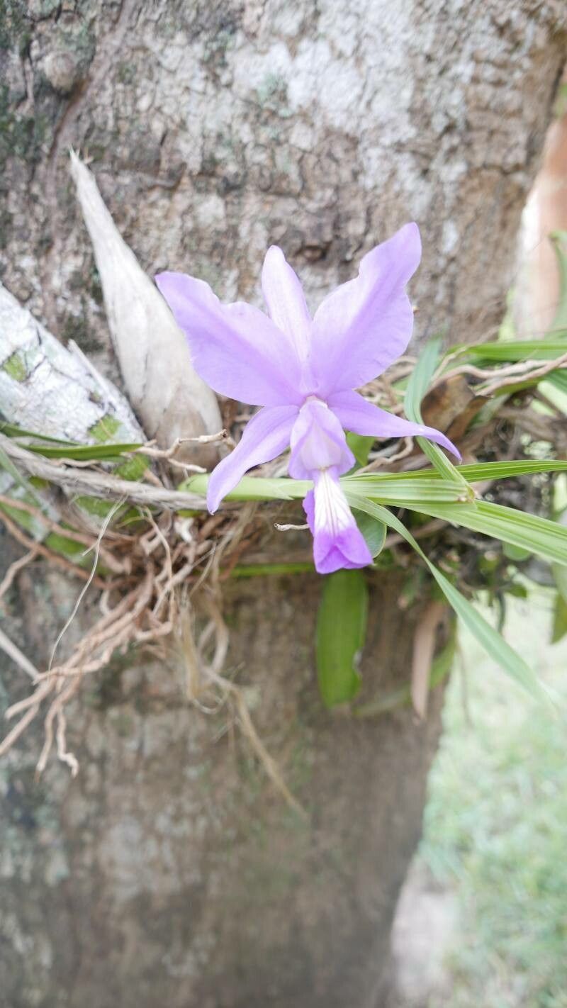 Laelia speciosa — houseplant care guide