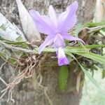 Laelia speciosa