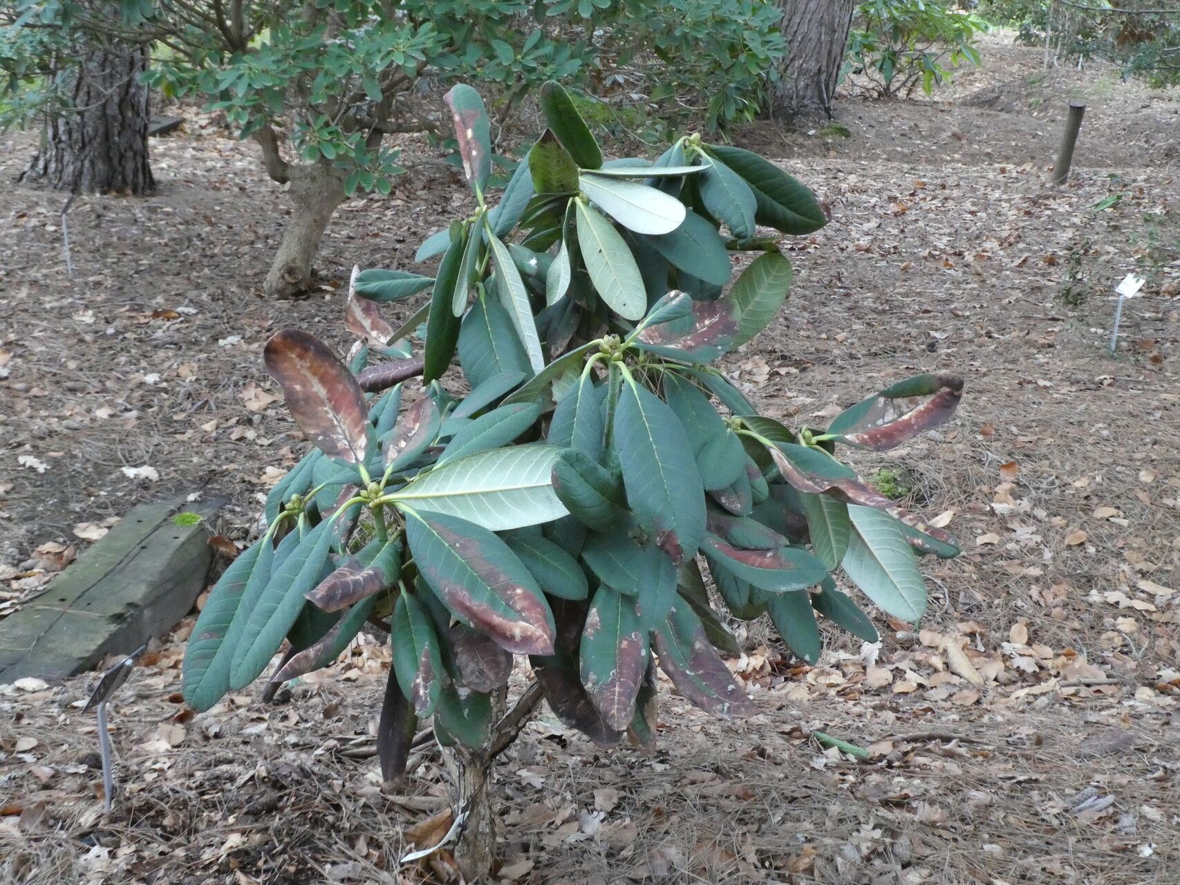Rhododendron kesangiae — houseplant care guide