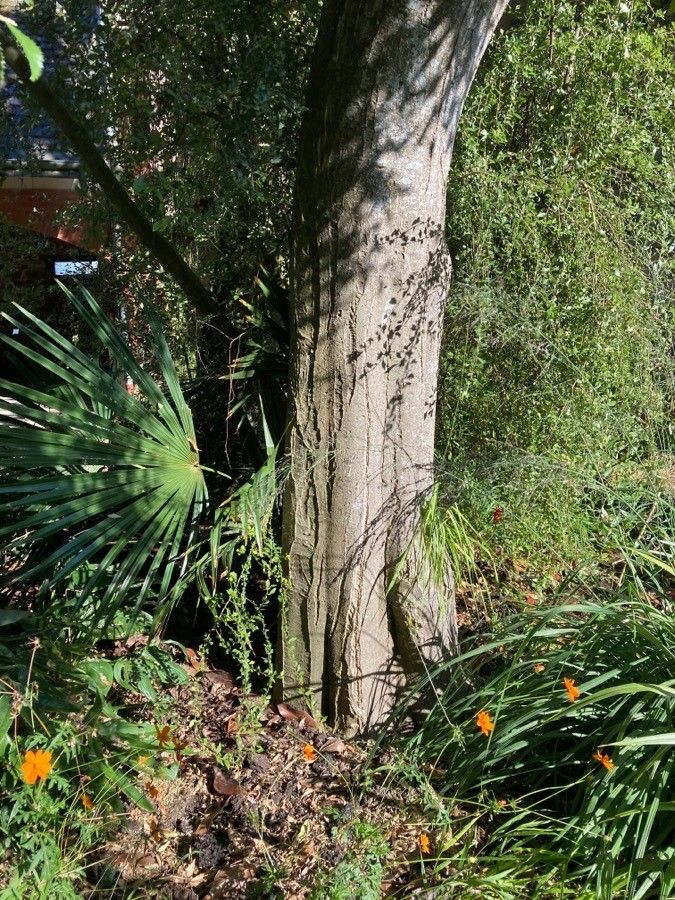 Hoheria sexstylosa bark