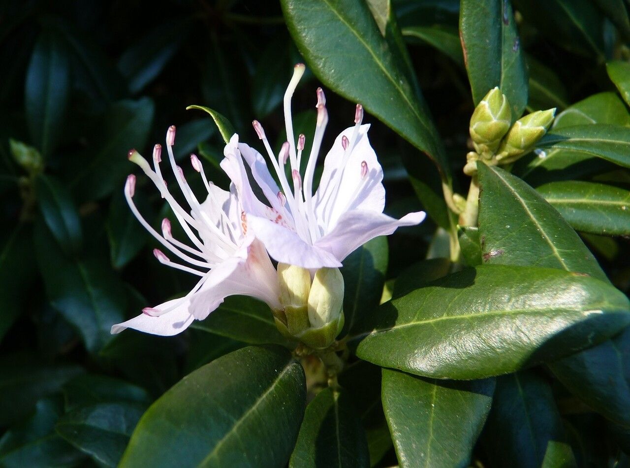 Rhododendron augustinii flower