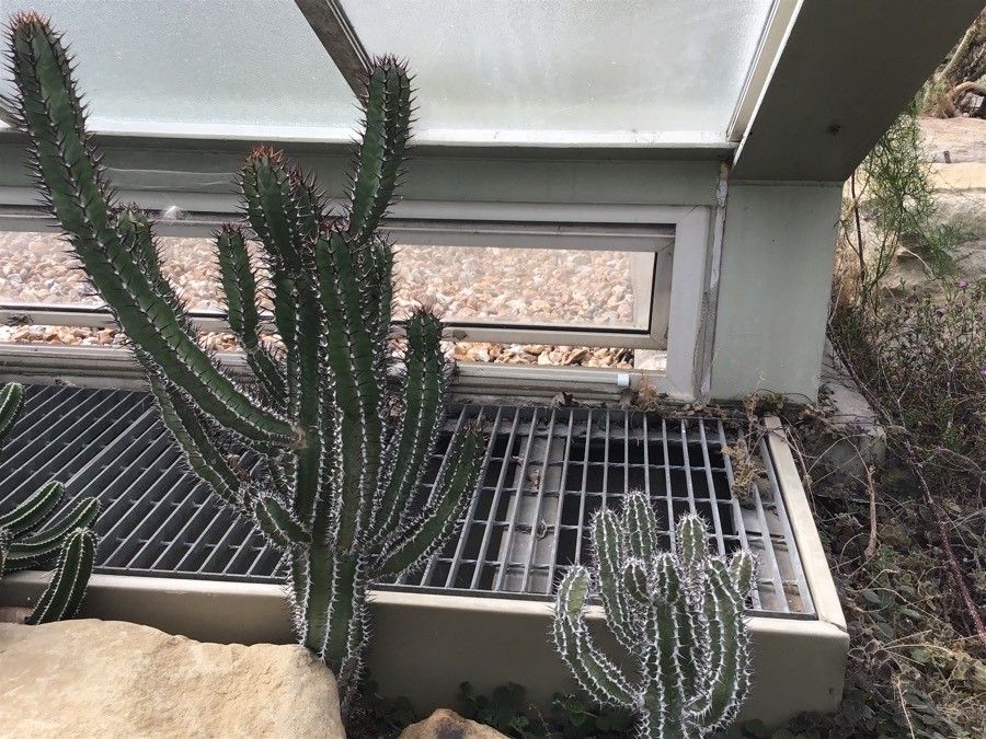 Euphorbia virosa — search result for 'Angola'