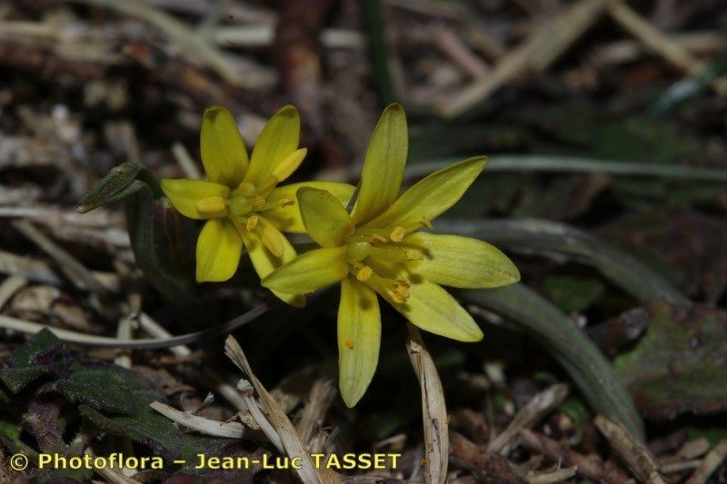 Gagea reverchonii flower