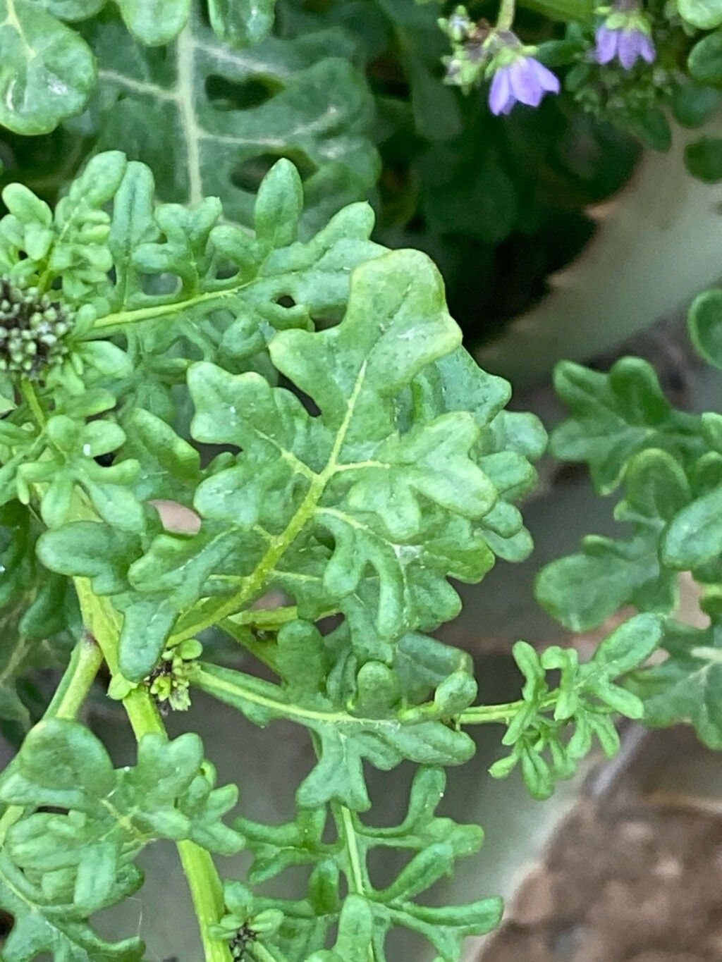 Solanum brachyantherum — houseplant care guide