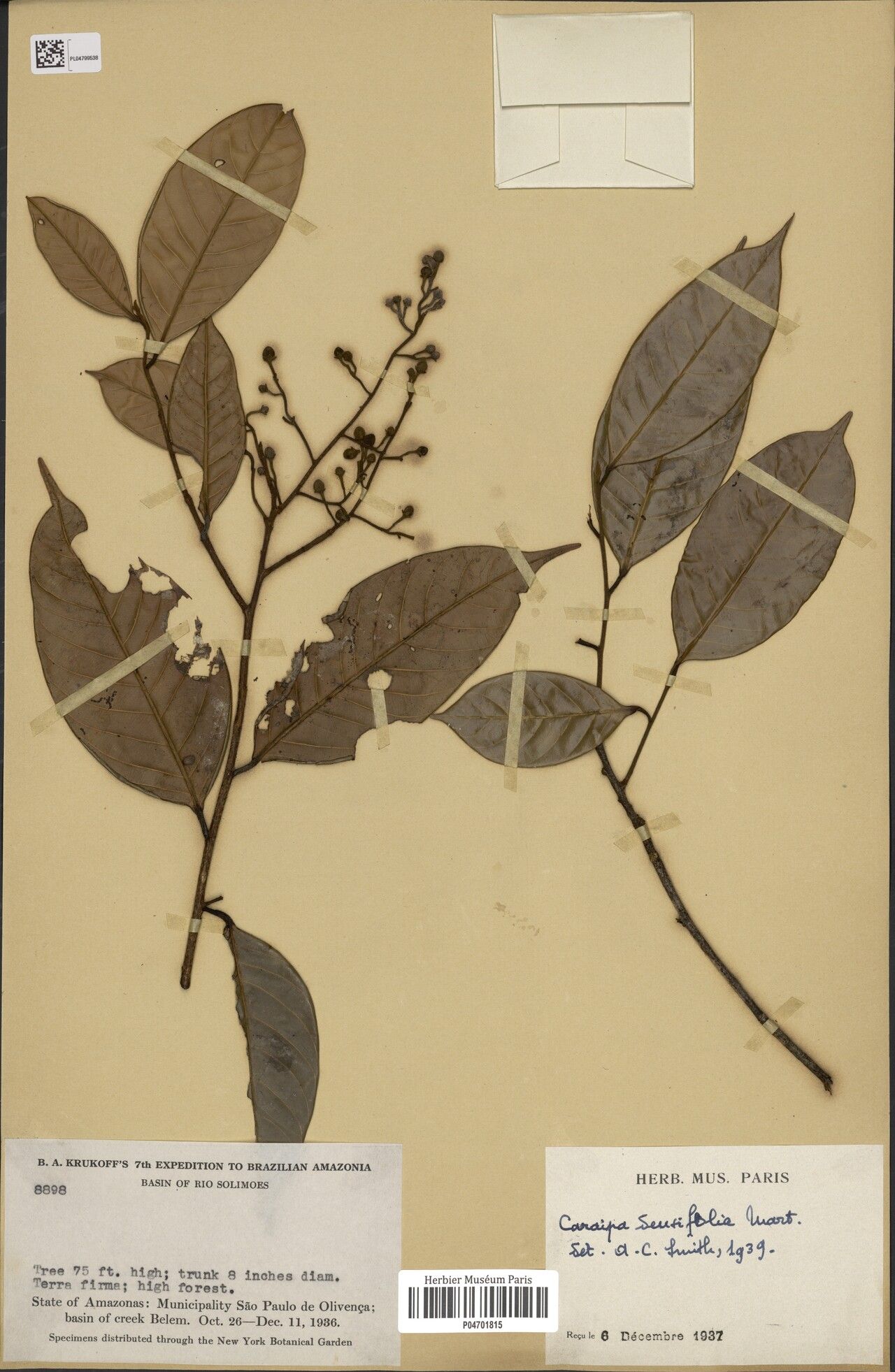 Caraipa valioi — houseplant care guide