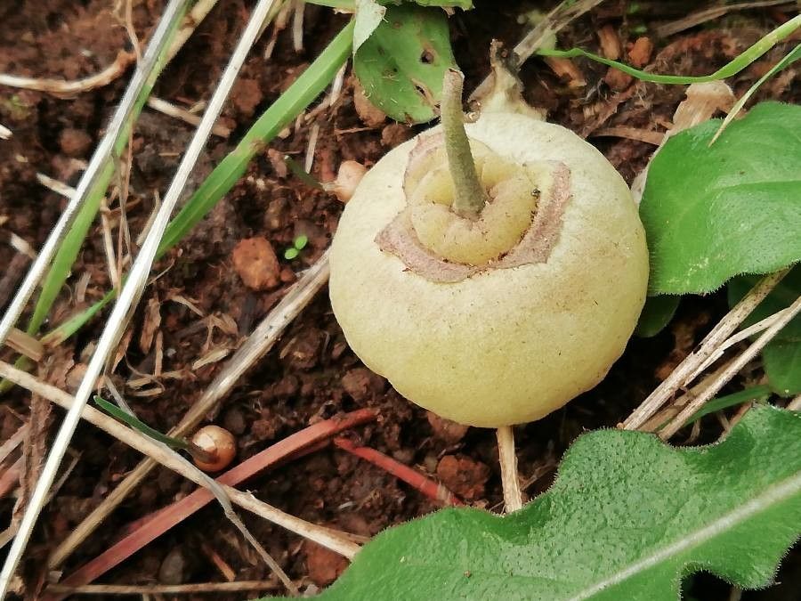 Styrax officinalis fruit