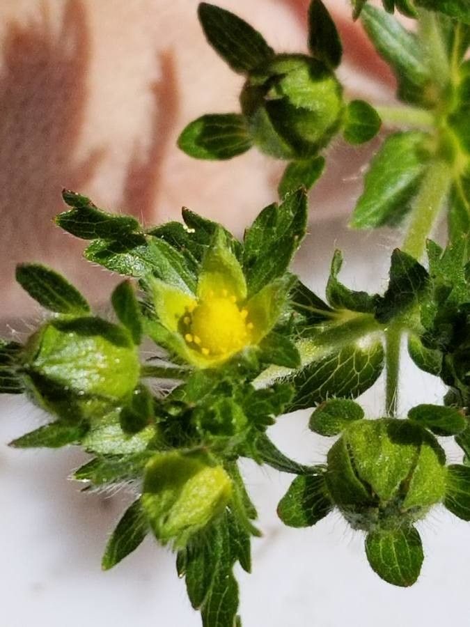 Potentilla biennis — search result for 'Potentilla'