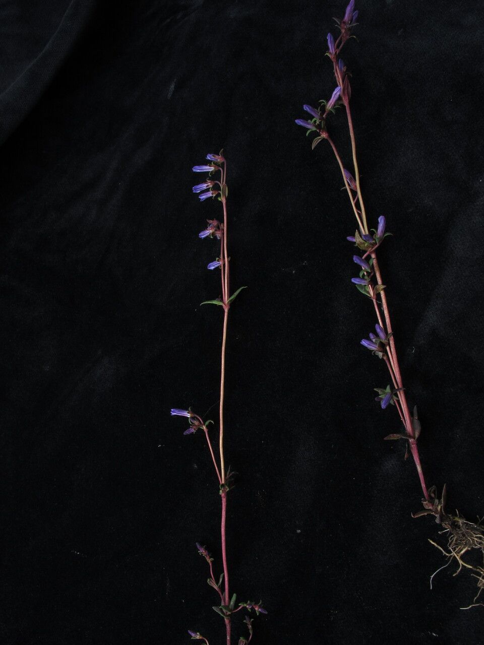 Gentianella angustiflora habit