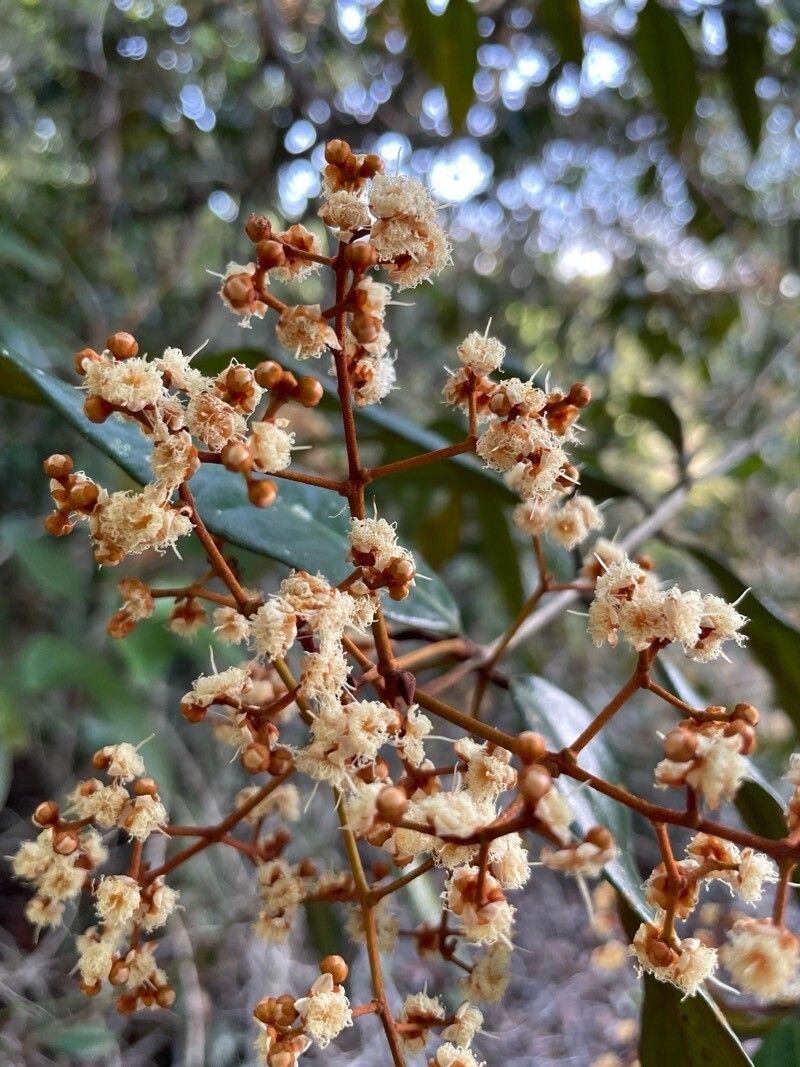 Myrcia bergiana flower