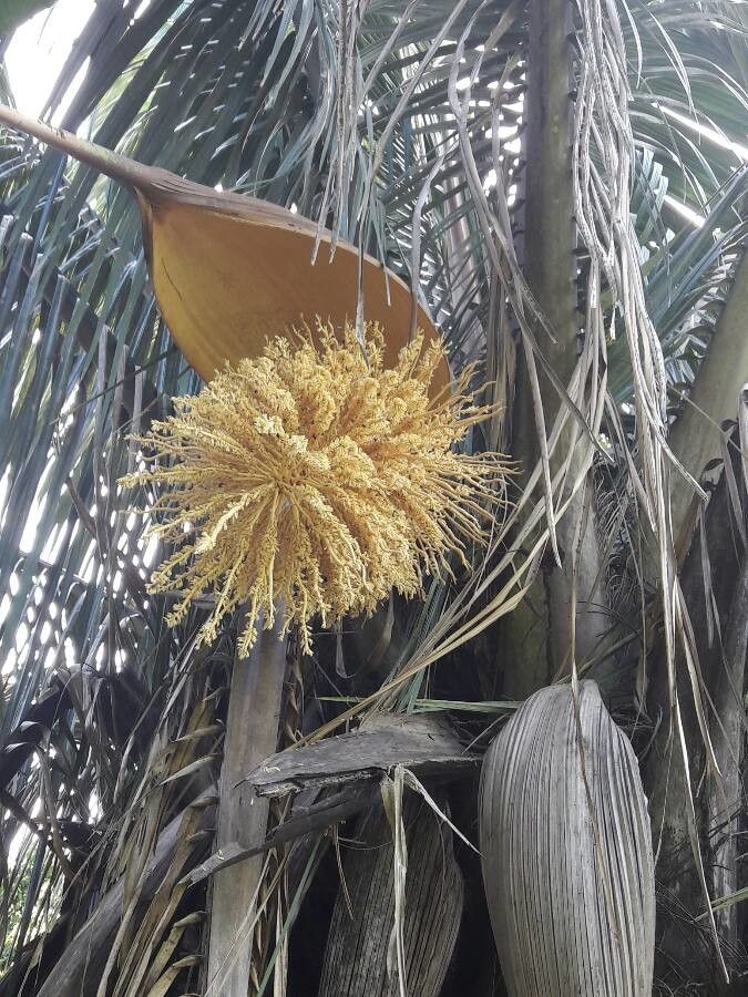 Attalea rostrata flower