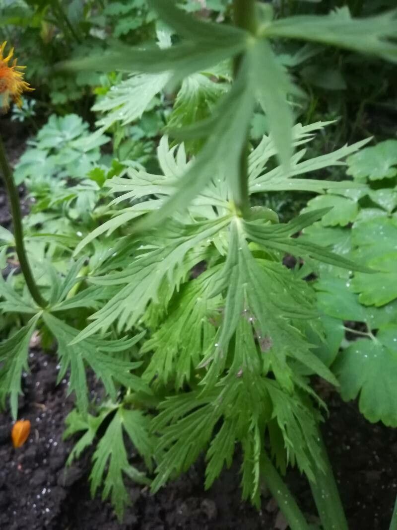 Trollius asiaticus — related species from the same genus