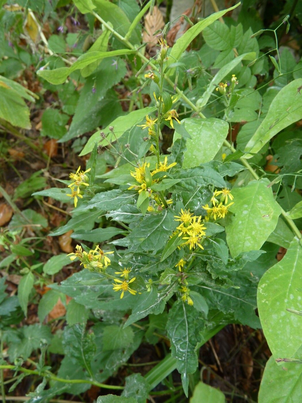 Solidago macrophylla other