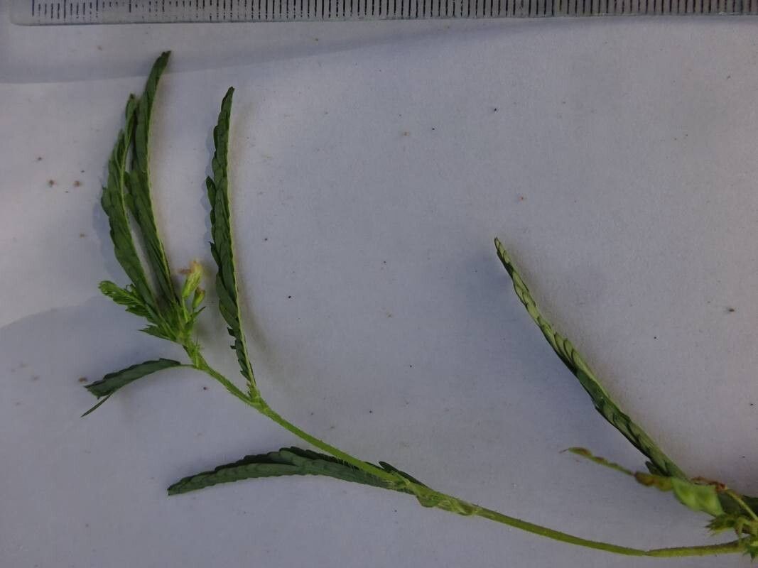 Aeschynomene uniflora — houseplant care guide