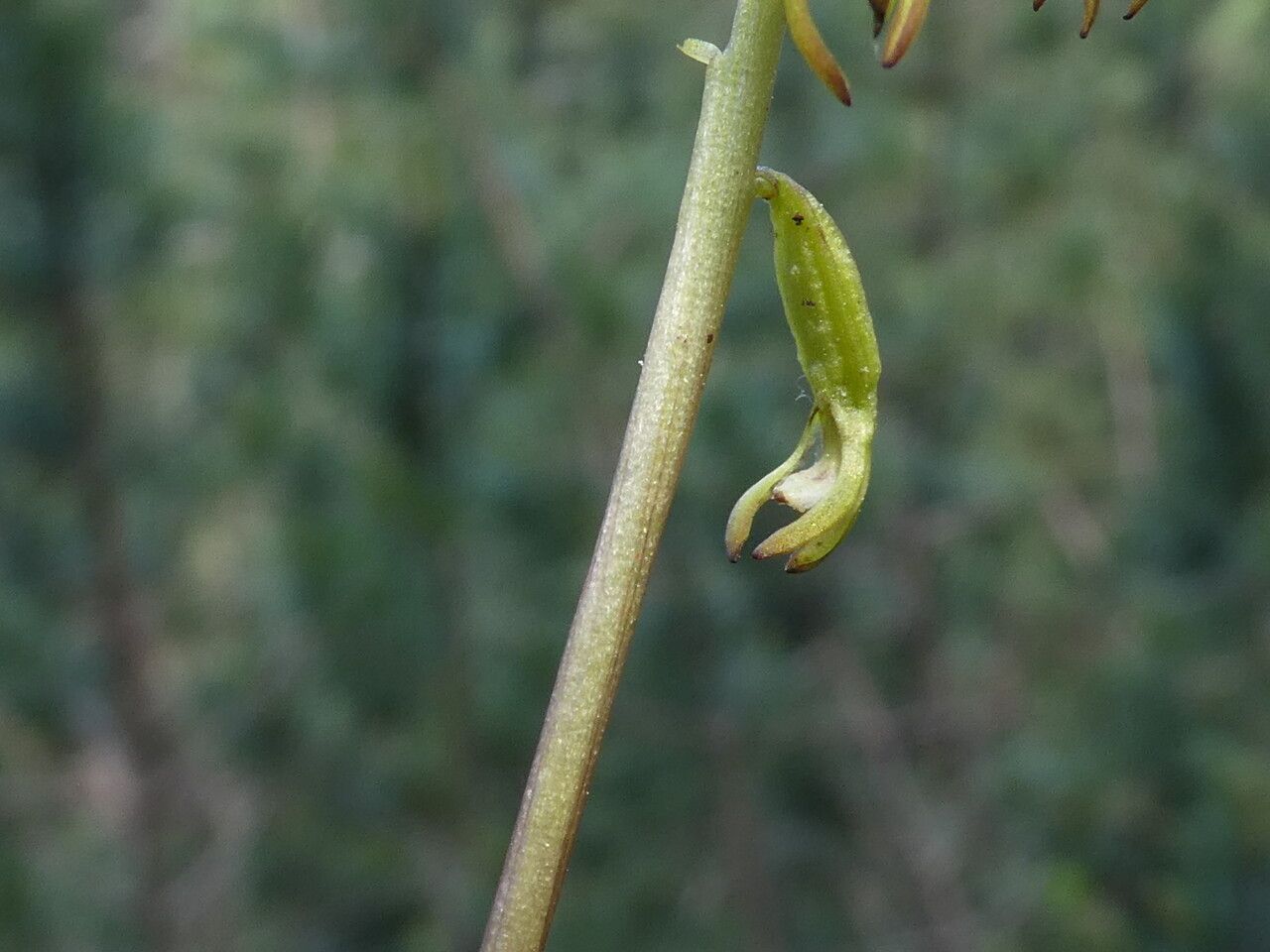 Corallorhiza trifida bark