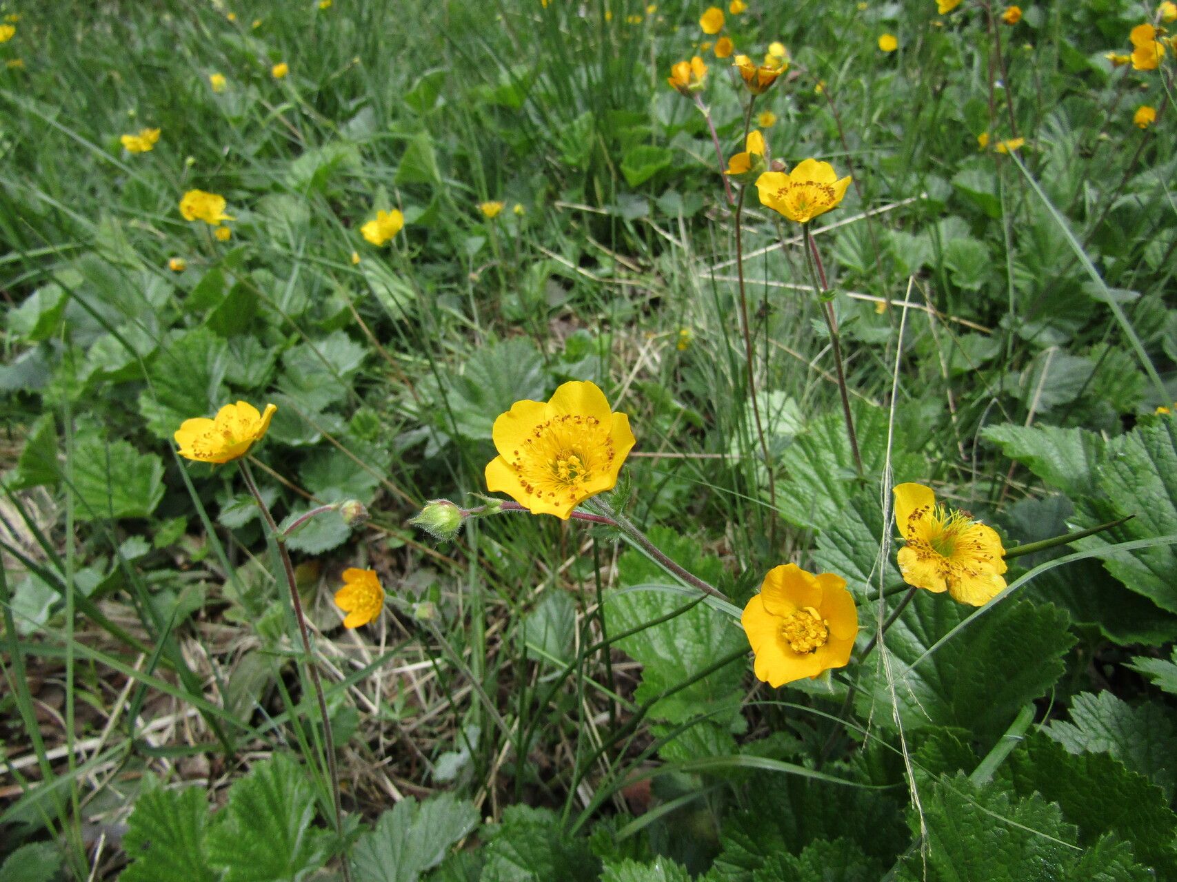 Geum rhodopeum flower