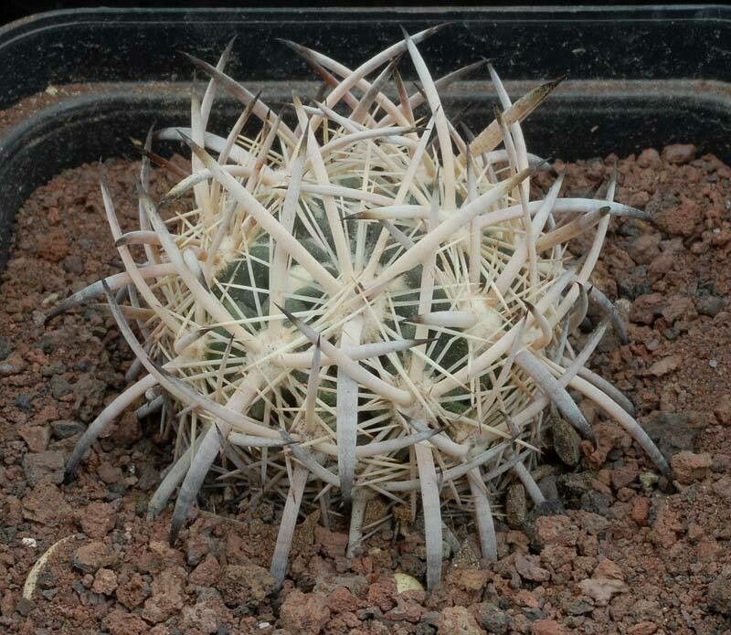 Sclerocactus pubispinus — houseplant care guide