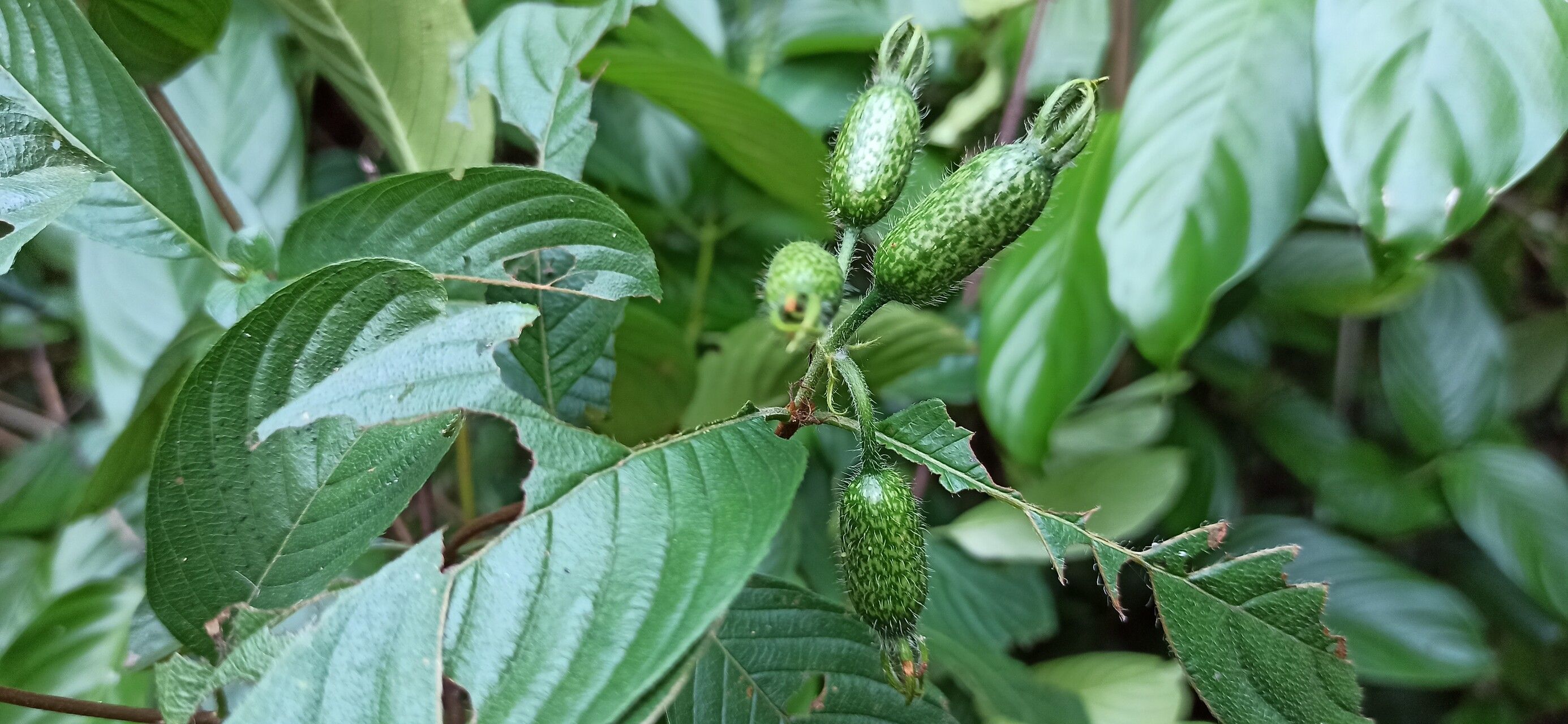Mussaenda elegans fruit