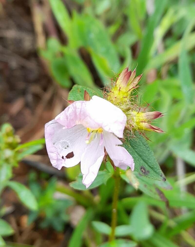 Pterolepis glomerata flower