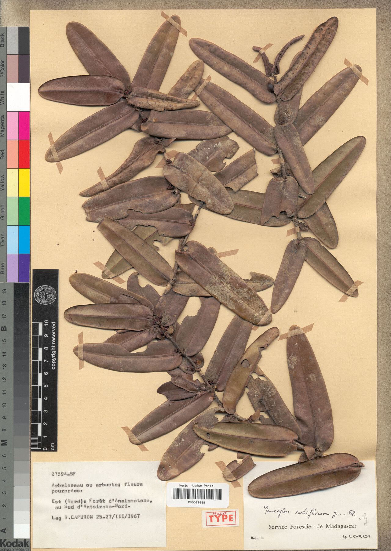 Memecylon rubiflorum — houseplant care guide