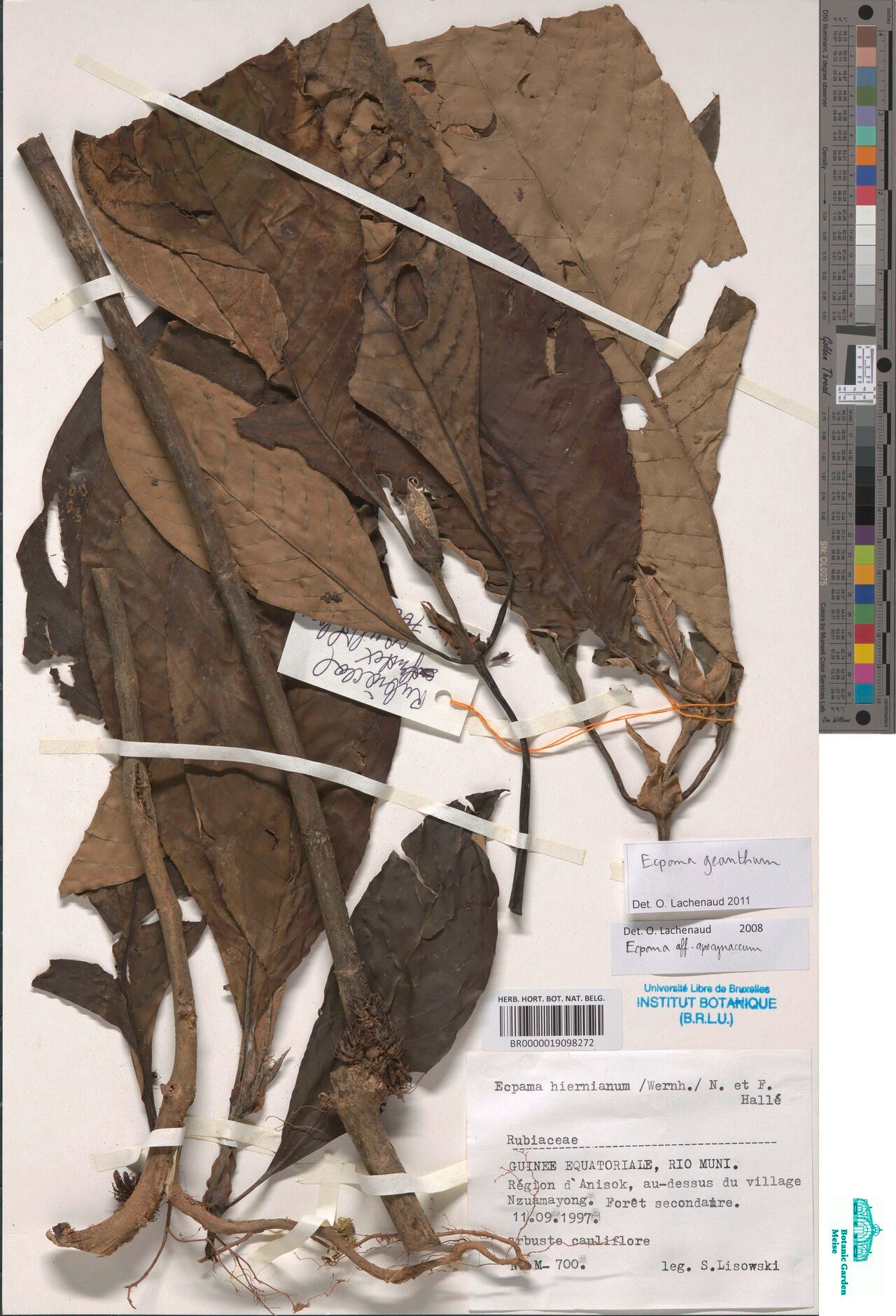 Sabicea geantha — houseplant care guide