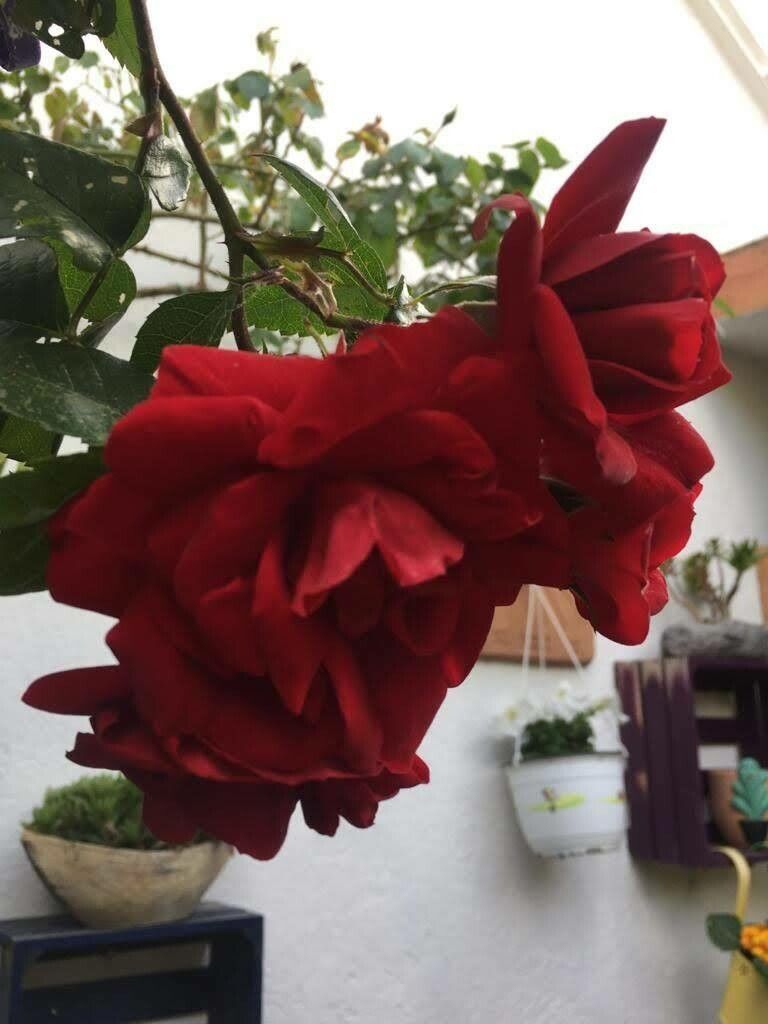 Rosa × beanii — houseplant care guide