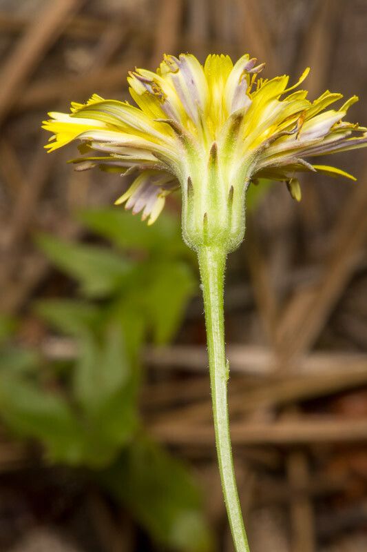 Hypochaeris cretensis bark