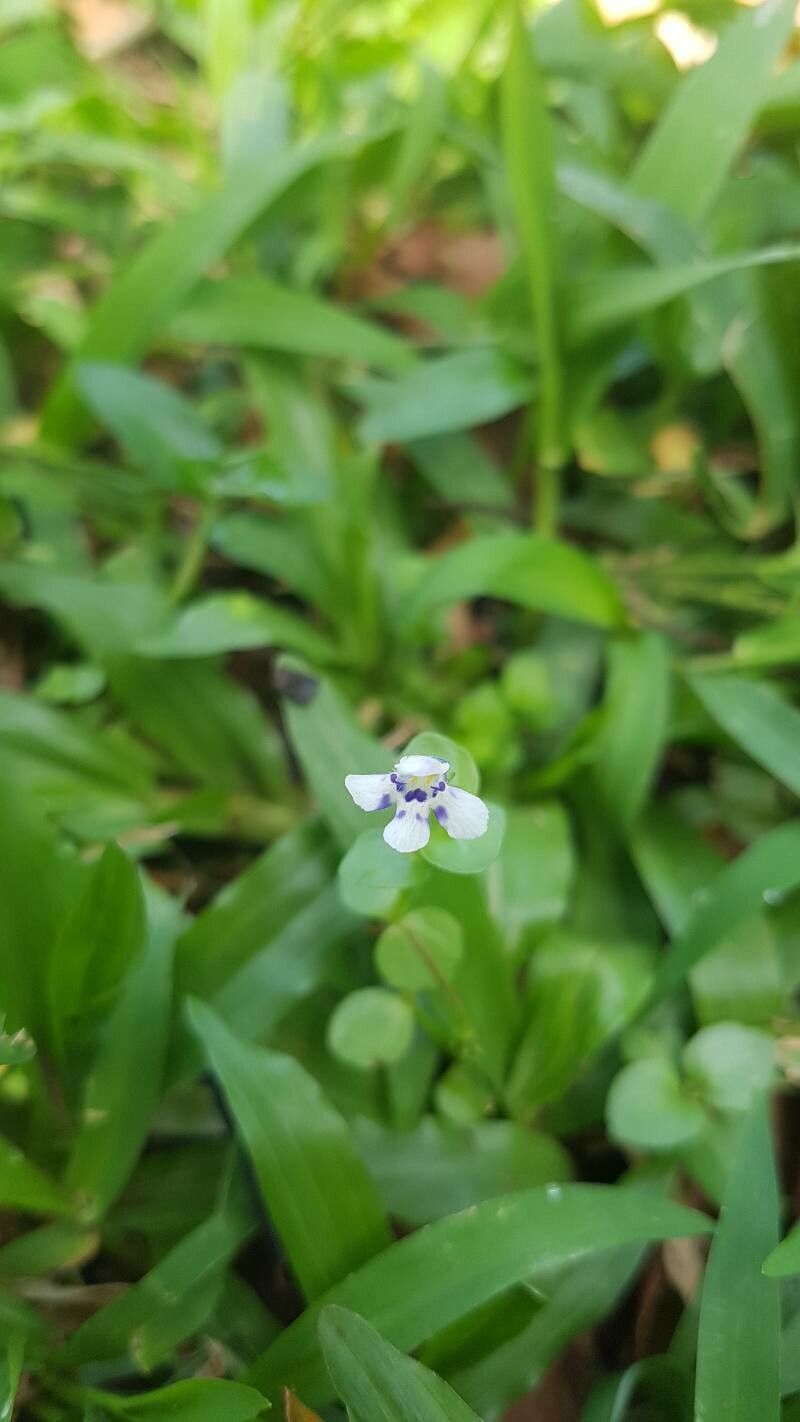 Lindernia microcalyx flower