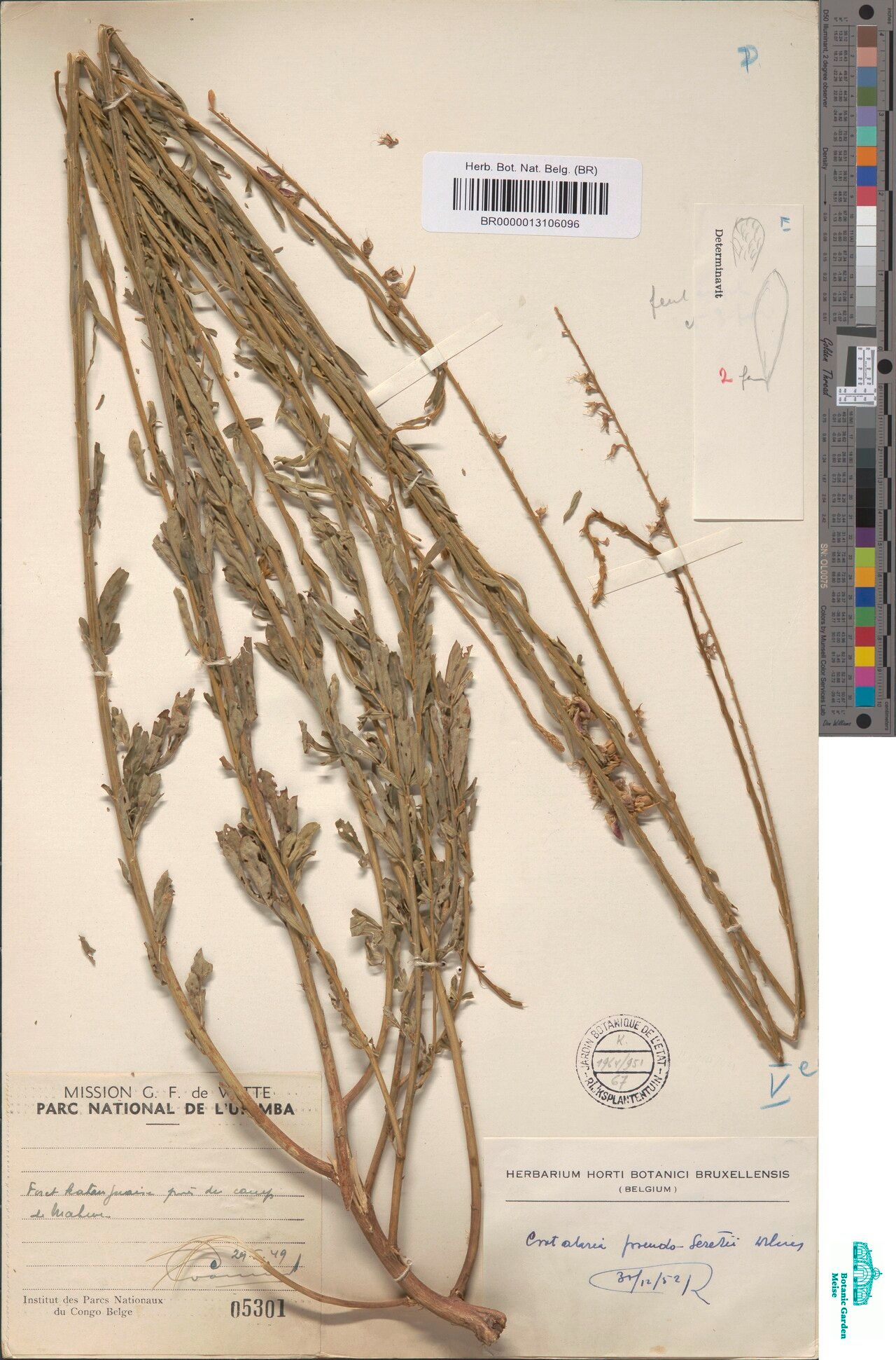 Crotalaria pseudoseretii — houseplant care guide