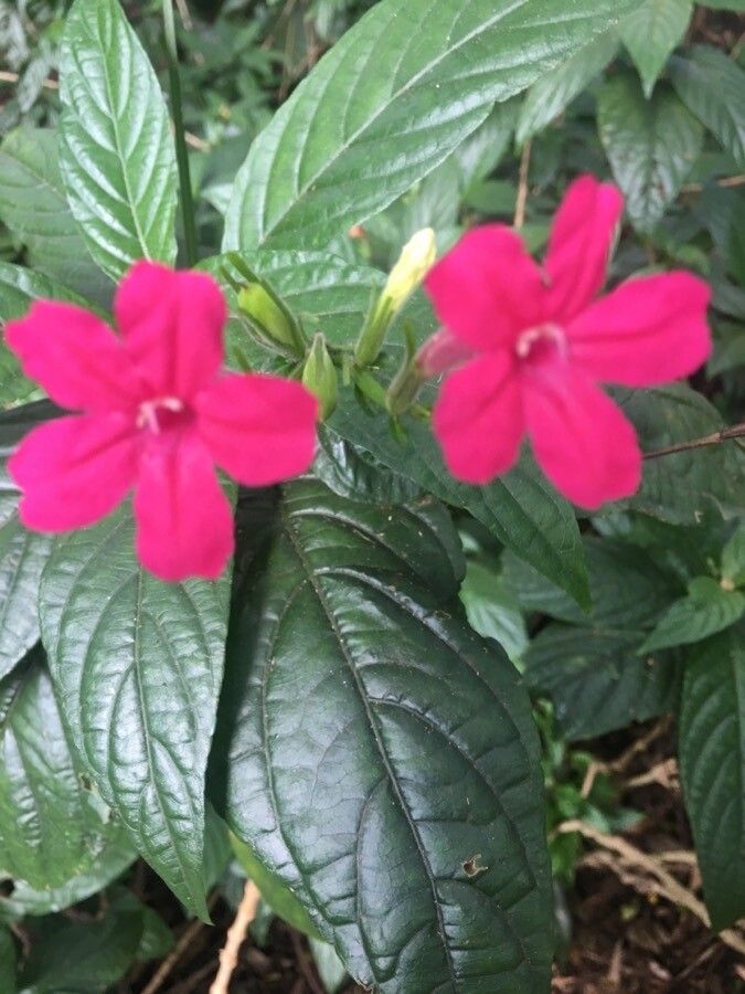 Ruellia subsessilis flower