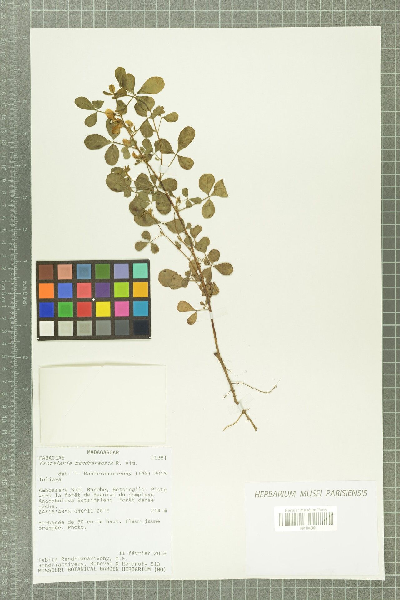 Crotalaria mandrarensis — houseplant care guide