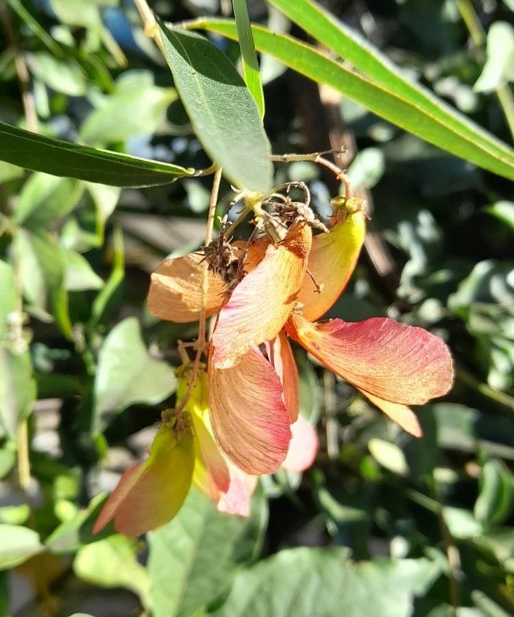 Heteropterys glabra fruit