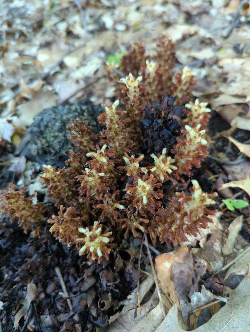 Conopholis americana flower