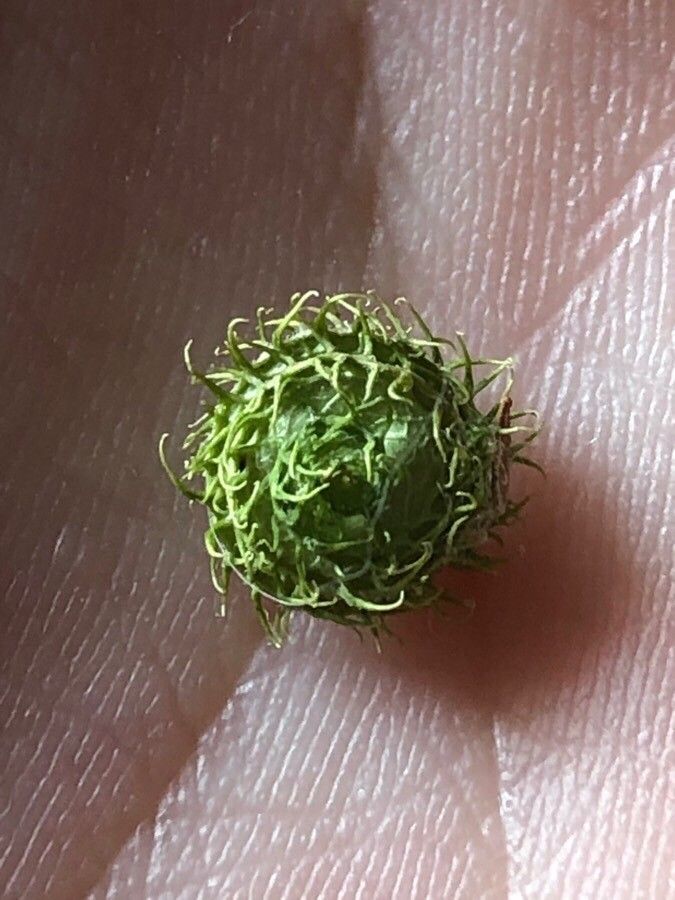 Medicago intertexta flower