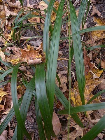 Cutandia divaricata habit