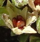 Arenaria boliviana fruit